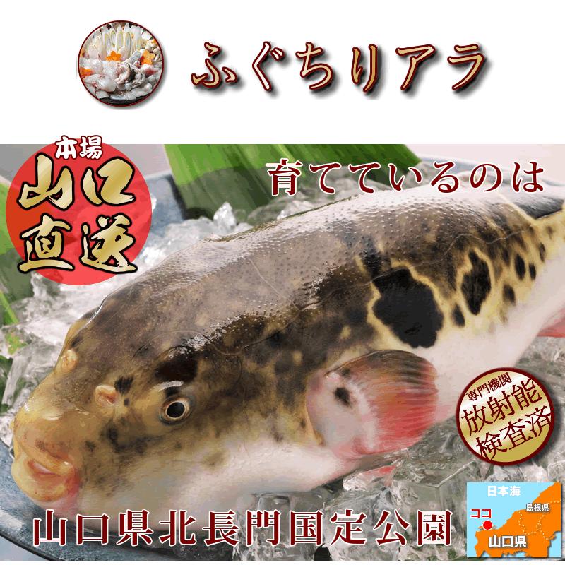 セール品 ふぐ フグ ふぐ鍋セット 天然ふぐ鍋セット4 5人前 超冷 水産物 元気いただきますプロジェクト