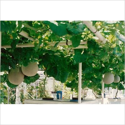 円 一部予約 水耕栽培 ホームハイポニカ 303 水耕栽培キット 果菜 葉菜両用 野菜 花 イチゴ 液体 肥料 スポンジ