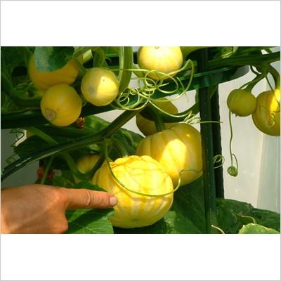 水耕栽培 ホームハイポニカ 601 果菜ちゃん 水耕栽培キット 野菜