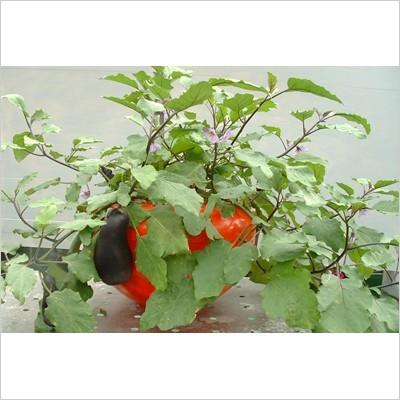 水耕栽培 ホームハイポニカ 601 果菜ちゃん 3台セット 水耕栽培キット 野菜 花 イチゴ 液体 肥料 スポンジ 種 室内用 おしゃれ Tokilabo Paypayモール店 通販 Paypayモール