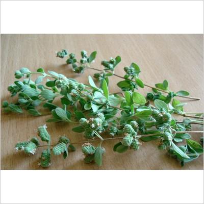 水耕栽培キット おしゃれ 心知菜園 グリーン バジルの種付き 種 液肥付き 水耕栽培セット 簡単 家庭菜園 室内用 ba Tokilaboトキラボヤフー店 通販 Yahoo ショッピング