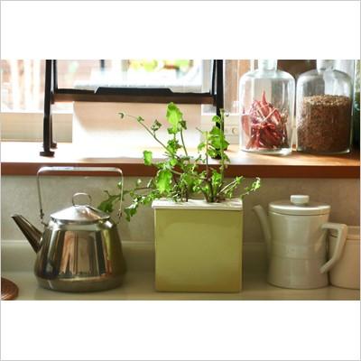 水耕栽培キット おしゃれ 心知菜園 グリーン バジルの種付き 種 液肥付き 水耕栽培セット 簡単 家庭菜園 室内用 ba Tokilaboトキラボヤフー店 通販 Yahoo ショッピング