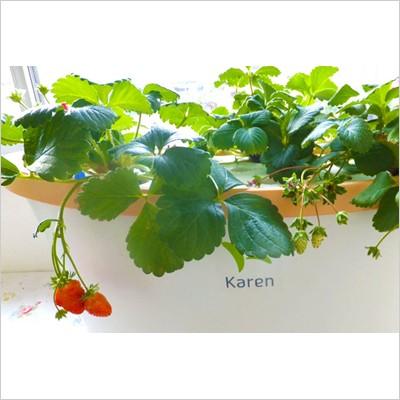 水耕栽培キット ホームハイポニカ Karen カレン 葉物野菜 花 イチゴ 栽培に 家庭菜園 協和 水耕栽培セット 種 液体肥料 冬は葉菜 Tokilaboトキラボヤフー店 通販 Yahoo ショッピング