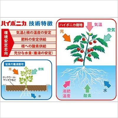 ハイポニカ液体肥料500mlセット ハイポニカ 野菜 栽培 室内 水耕栽培 かわいい 畑にも 野菜にも花にも万能肥料 肥料 野菜 花 畑 液肥 枝豆 s500 Tokilaboトキラボヤフー店 通販 Yahoo ショッピング