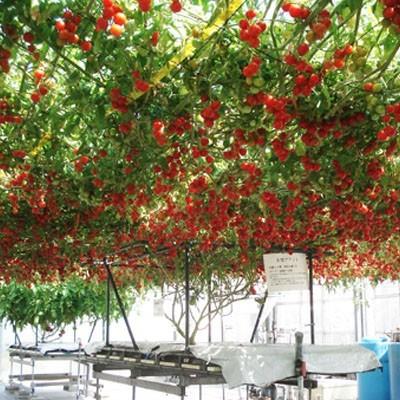 液肥 ハイポニカ液体肥料 500ml （A液・B液 / 各500ml ) 20kg 以上