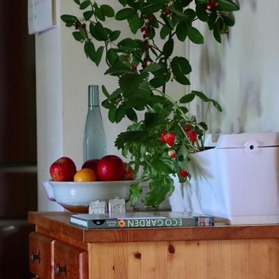 おうちミニガーデン バーティカルタイプ家庭菜園 プランター ガーデニング おしゃれ ベランダ菜園 かわいい テラス菜園 Gd Tokilaboトキラボヤフー店 通販 Yahoo ショッピング