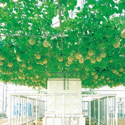 水耕栽培 ハイポニカ液体肥料 1000mlセット 1L 1ケース/ 6セット入り