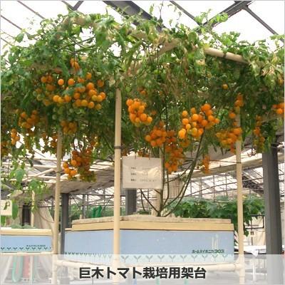 巨木トマト栽培用架台 水耕栽培で本格的に栽培したい方へ Hp Tokilaboトキラボヤフー店 通販 Yahoo ショッピング