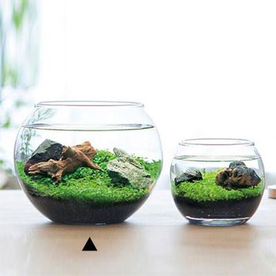 水栽培 育てる水草 Lサイズ 敬老の日 水草 水草水槽 レイアウト