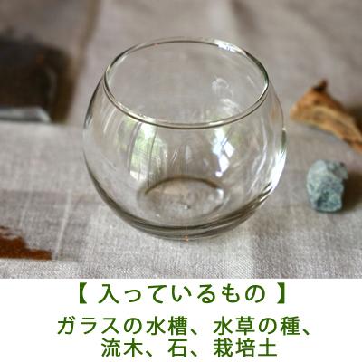 水栽培 育てる水草 ｓサイズ 水草 水草水槽 レイアウト 水草の育て方 栽培 アクアリウム Tokilabo Paypayモール店 通販 Paypayモール
