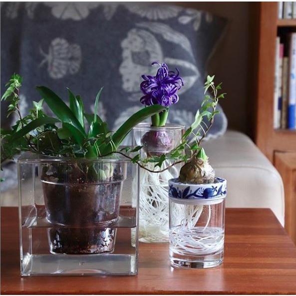 SPICE of Life 水栽培 BULB VASE バルブベース ロングサイズ SPICE of Life 水栽培 BULB VASE バルブベース ロングサイズ