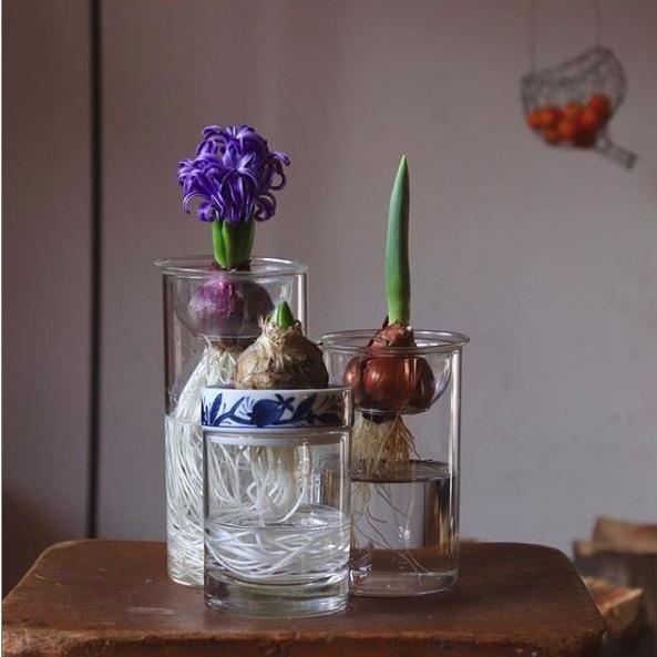 Saisui Blue Plants 全2種類 花瓶 フラワーベース ガラス 陶器 水栽培 おしゃれ かわいい ギフト サボテン 球根 So Tokilaboトキラボヤフー店 通販 Yahoo ショッピング