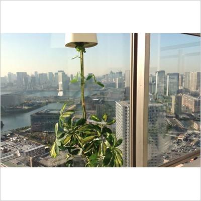 MULLER Boskke ボスケ スカイプランター・リサイクルド/Mサイズ