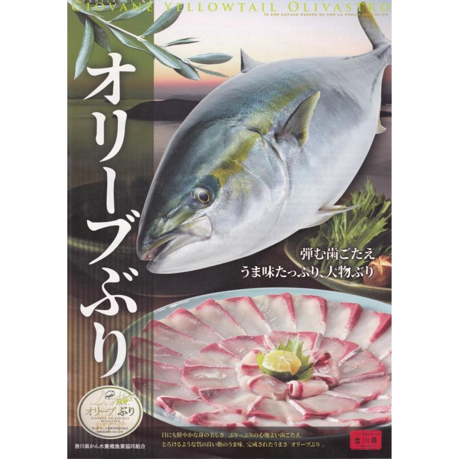 ★★★生簀より直送！!　鮮度抜群、出荷当日活〆のオリーブぶりお刺身用をお届けします!! １尾分