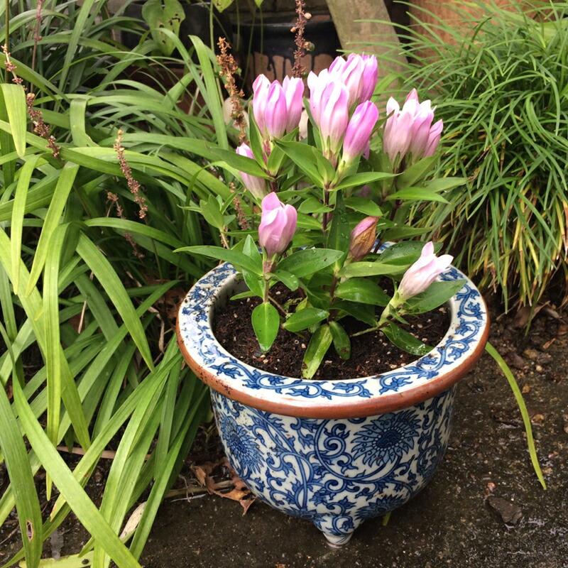植木鉢】8号唐草丸 ストーン(渕に錆あり)【和風植木鉢 ミニ 植木鉢】8号唐草丸 ストーン(渕に錆あり)【和風植木鉢 ミニ