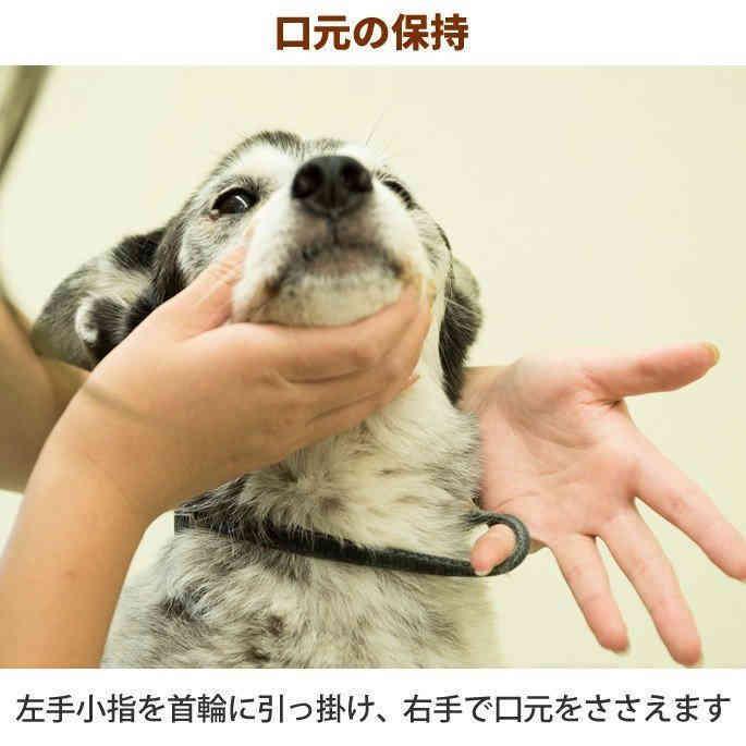 即納 愛犬・愛猫用 歯石取り ペンチ 犬 歯石 デンタルケア ホームケア 猫 プロも愛用｜setostore｜04