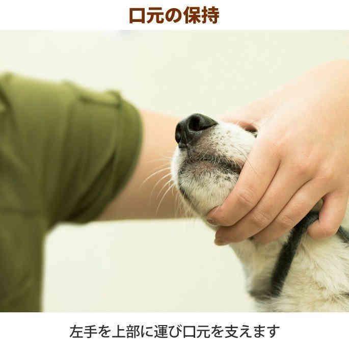 即納 愛犬・愛猫用 歯石取り ペンチ 犬 歯石 デンタルケア ホームケア 猫 プロも愛用｜setostore｜05