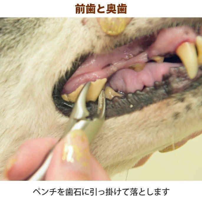 即納 愛犬・愛猫用 歯石取り ペンチ 犬 歯石 デンタルケア ホームケア 猫 プロも愛用｜setostore｜10