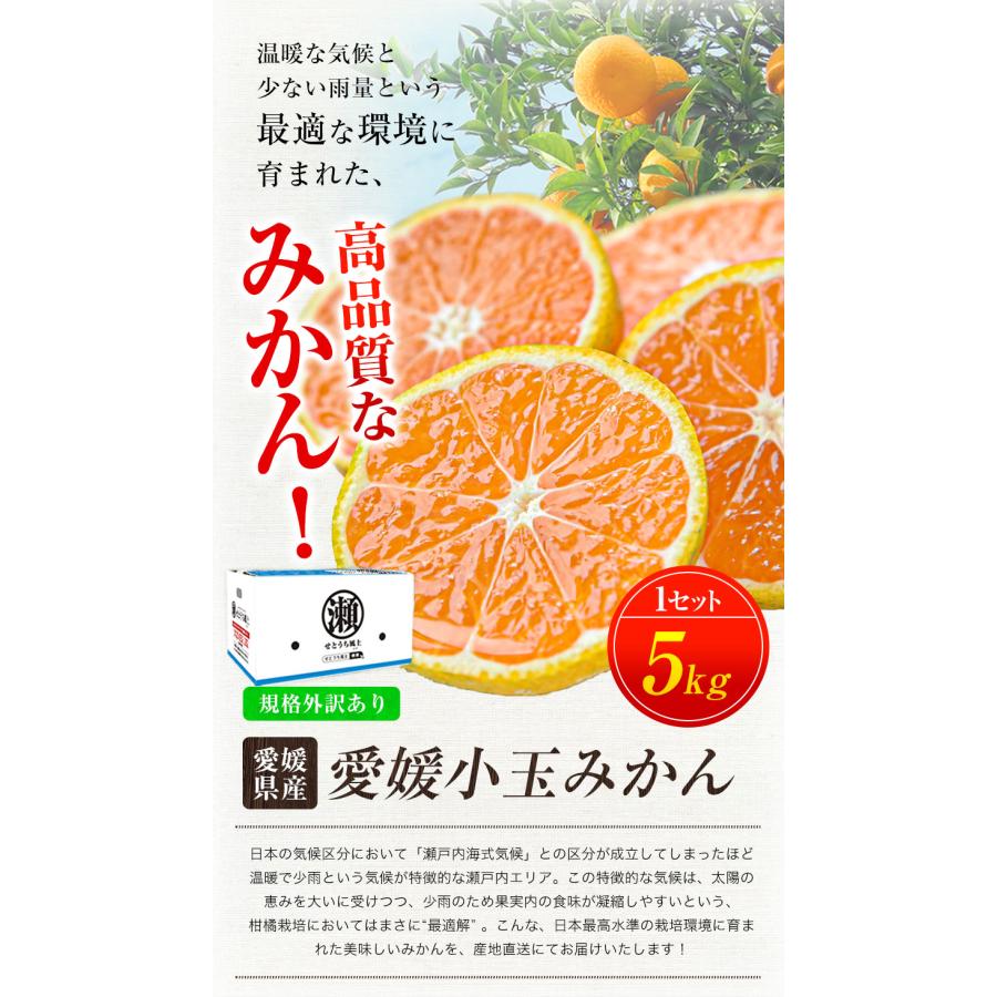 1000円OFFクーポン配布中!! 愛媛小玉みかん たっぷり 5kg 送料無料 訳あり みかん ミカン 10kg  柑橘 フルーツ 3-7営業日以内に出荷予定(土日祝除く)｜setouchifood｜02