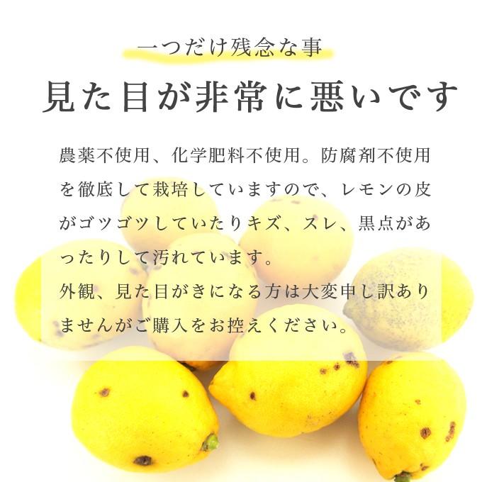 訳有り、文旦5kg、因島産、広島県産産地直送家庭用農薬不使用ビタミンC レモン訳あり 10kg 広島 家庭用 瀬戸田産 ノーワックス 防腐剤不
