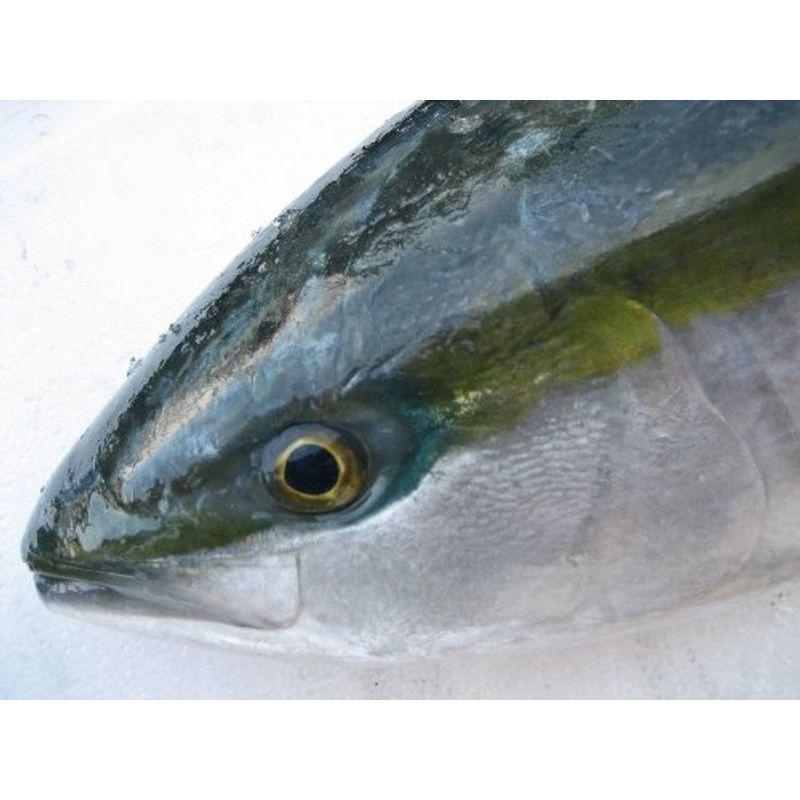 190円 大規模セール 22年入荷次第発送開始 11kg以上 日本海産 ブリ