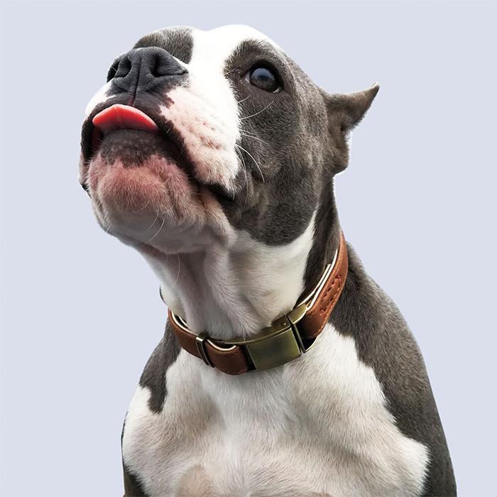 犬 猫 首輪 2重ロック マイクロファイバー レザー 痛くない 犬 猫 首輪 2重ロック マイクロファイバー レザー 痛くない