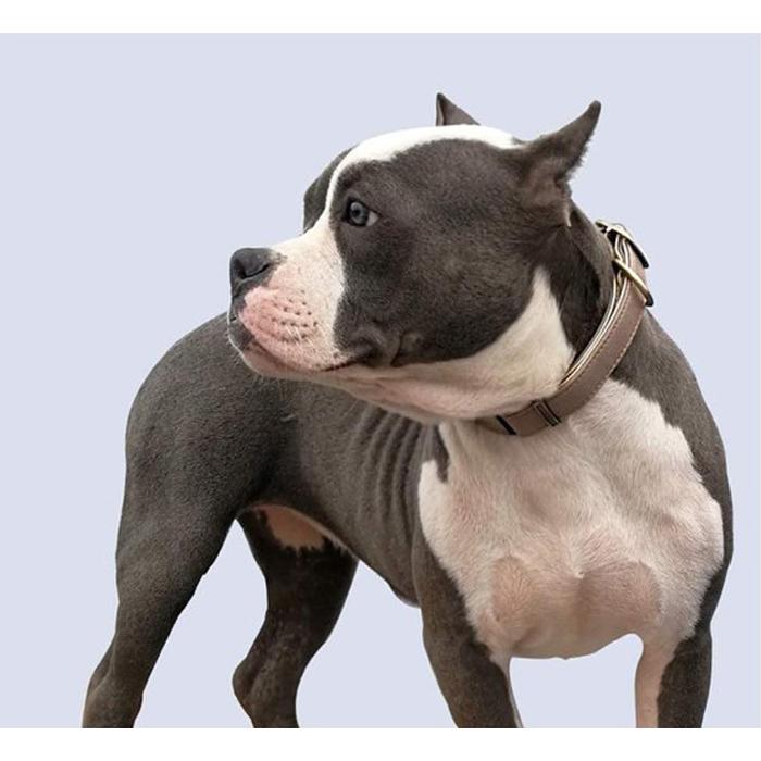 犬 猫 首輪 2重ロック マイクロファイバー レザー 痛くない ペット