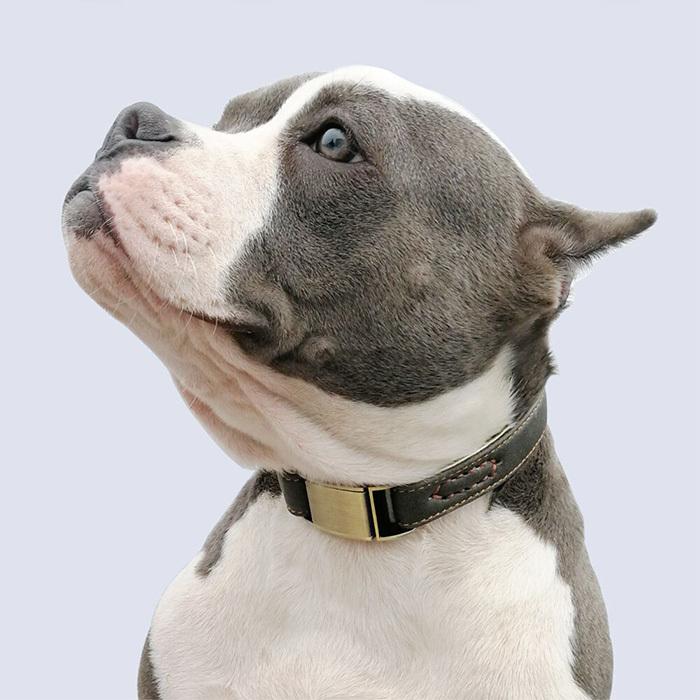 犬 猫 首輪 2重ロック マイクロファイバー レザー 痛くない ペット
