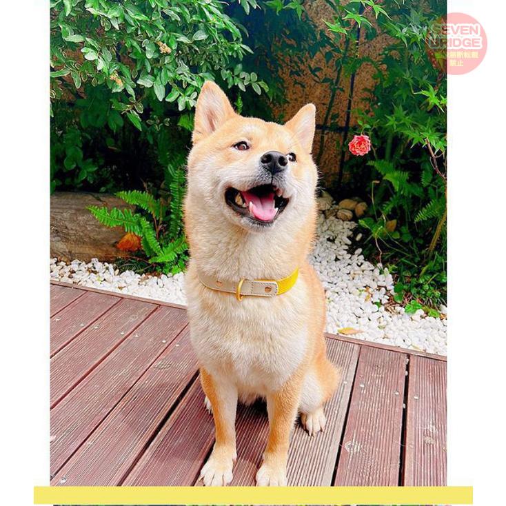 犬 猫 首輪 カラフル 4カラー ツートンカラー レザー ペット キャット