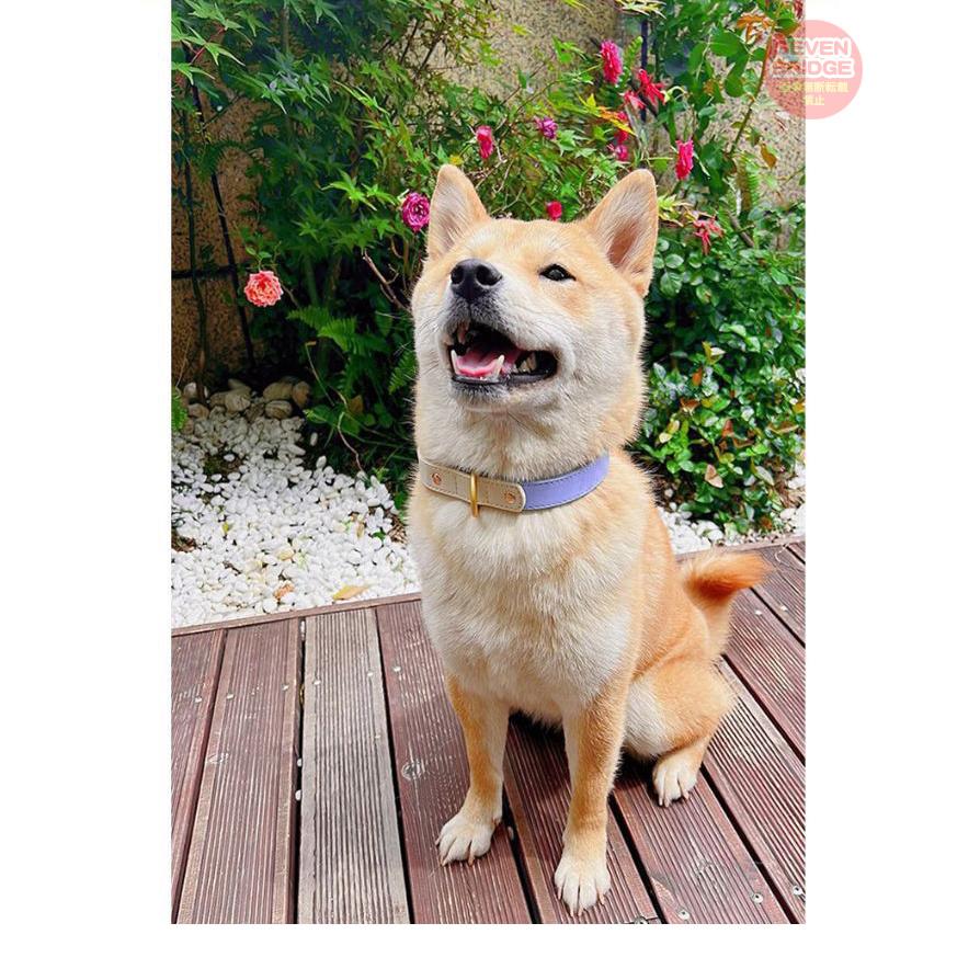 犬 猫 首輪 カラフル 4カラー ツートンカラー レザー ペット キャット