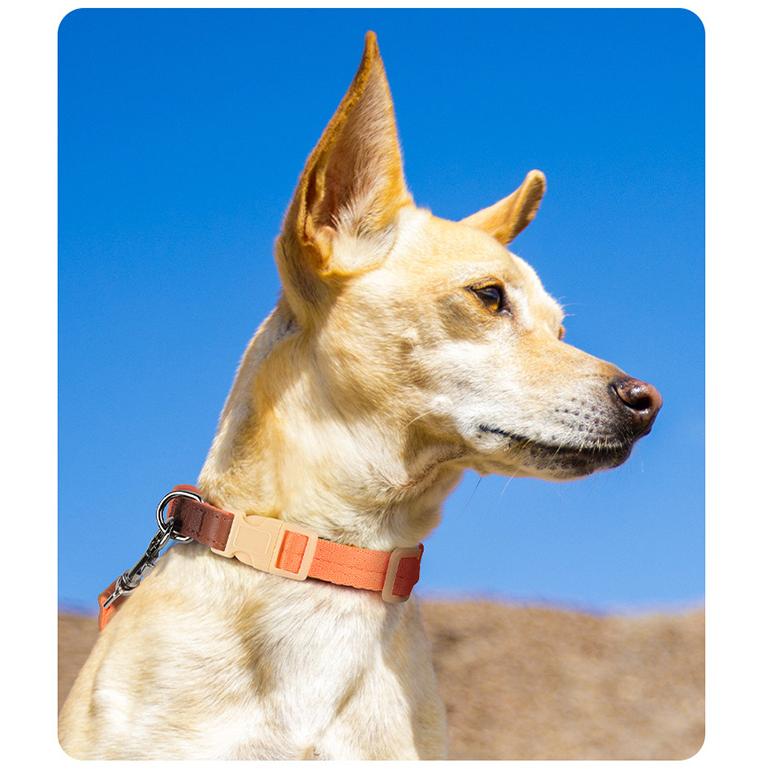 犬 猫 首輪 リード付 2点セット レザー カラフル 軽量 涼しい 快適