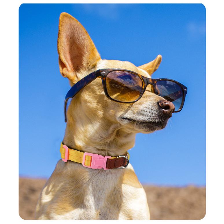 犬 猫 首輪 リード付 2点セット レザー カラフル 軽量 涼しい 快適