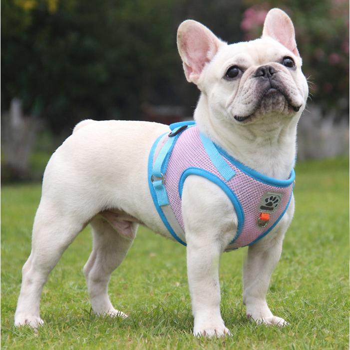 送料込 試着のみ】ハーネス 大型犬 XL Blue Dog Designs 犬 ハーネス