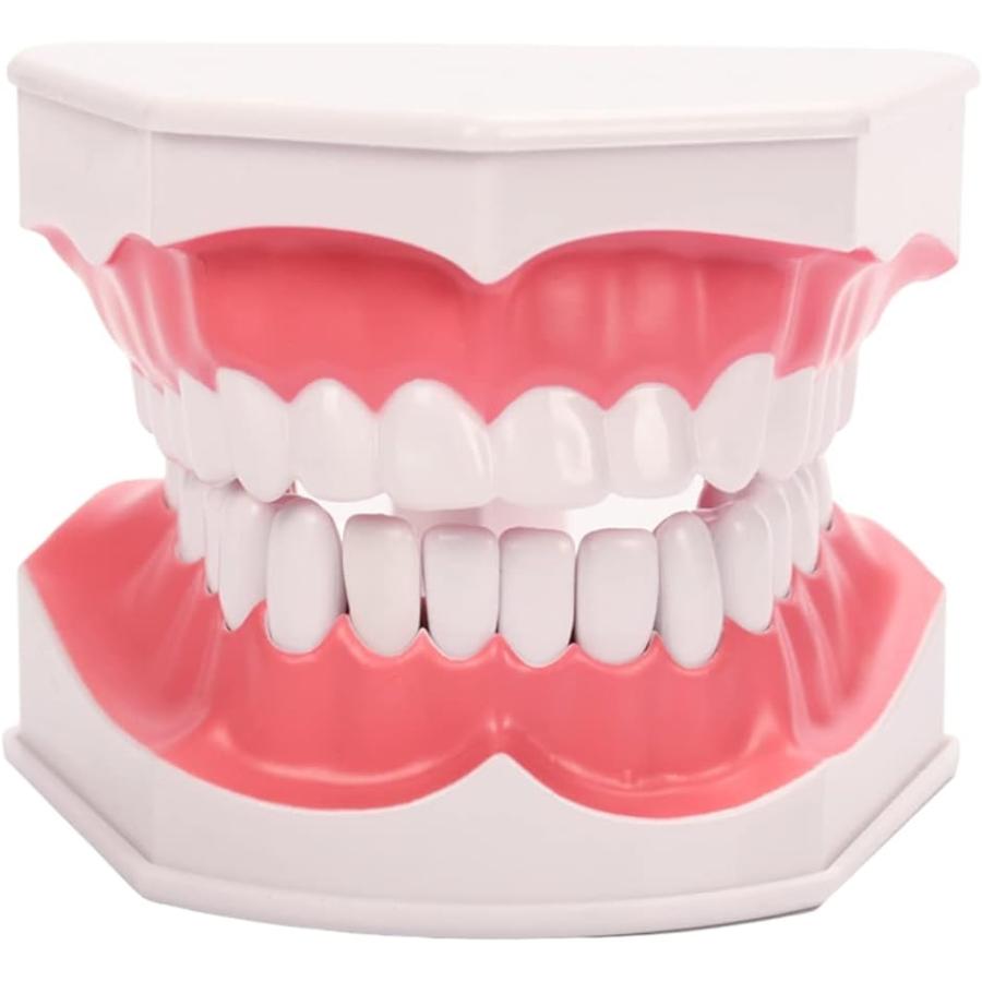 歯型 歯列 模型 歯みがき 指導 練習 説明 デモンストレーション 白 143x156mmx高さ103mm 2b406o1uq9 セブンリーフ 通販 Yahoo ショッピング