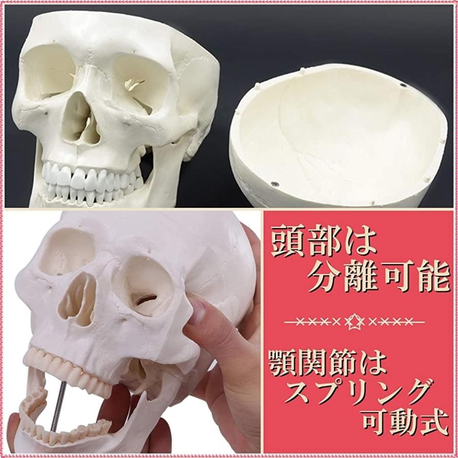 本物品質の 模型 頭蓋骨 モデル 人間の骨格 カラー 分解 Fucoa Cl