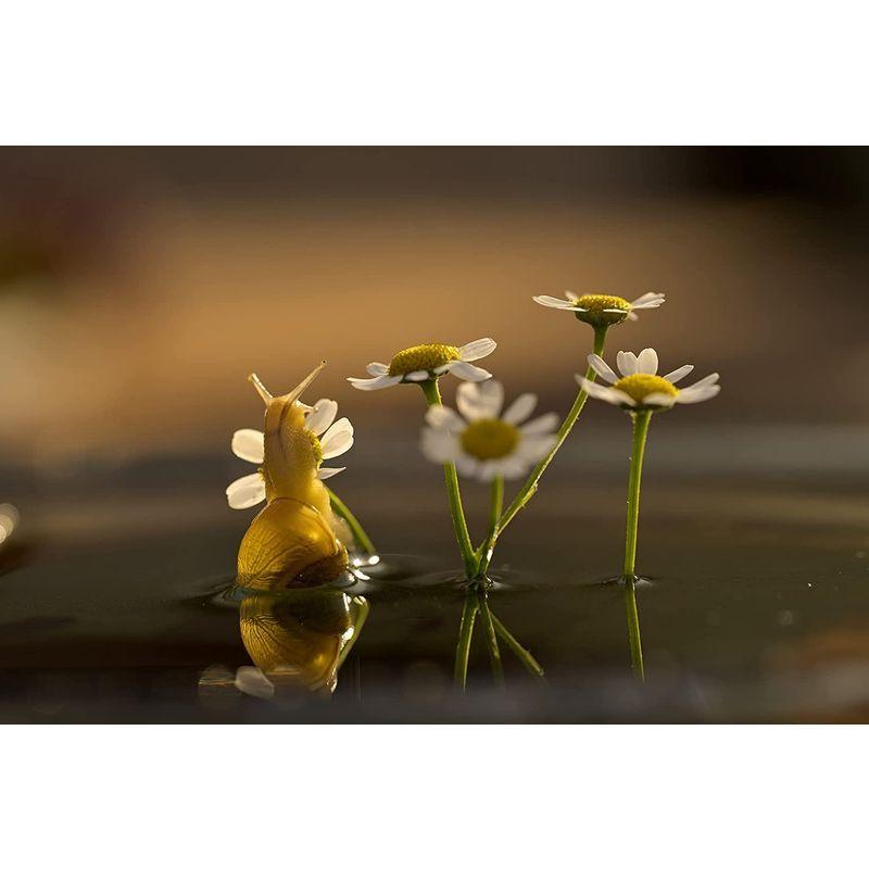 【正規販売店】 Nikon 単焦点マクロレンズ NIKKOR Z MC 105mm f/2.8 VR S Zマウント フルサイズ対応 Sライン NZMC10 【1913825639】(69141円)