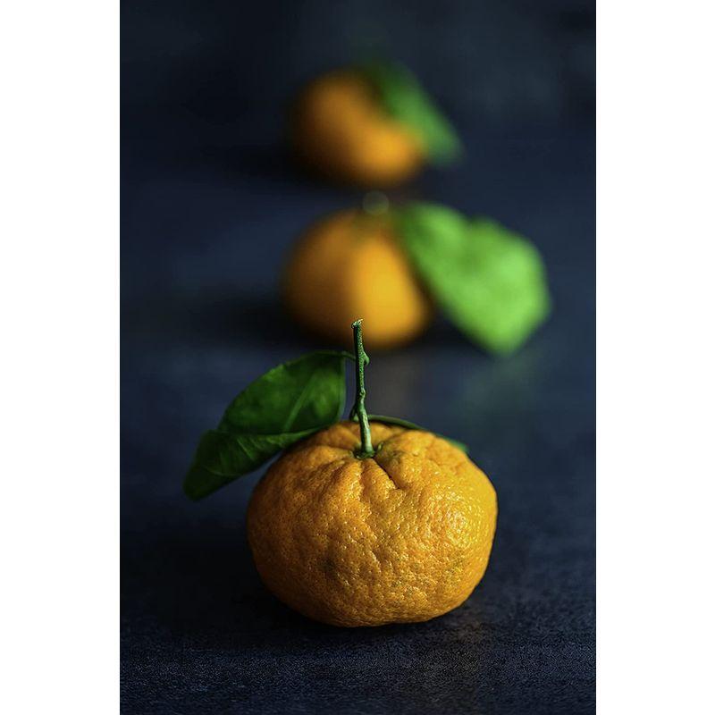 【正規販売店】 Nikon 単焦点マクロレンズ NIKKOR Z MC 105mm f/2.8 VR S Zマウント フルサイズ対応 Sライン NZMC10 【1913825639】(69141円)