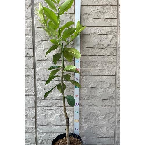 レモン ユーレカ 苗木 4号ポット 接木苗 : エスフルール - 通販