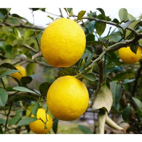 レモン　璃の香　pvp　苗木　４号ポット　接木苗 | 