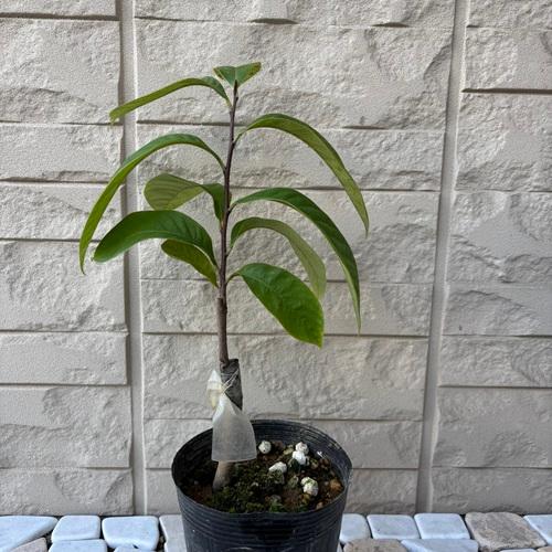 ポポー オーバーリース 3.5号接木苗 苗木 家庭菜園 果樹苗 ポーポー 森