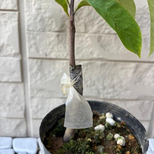 ポポー オーバーリース 3.5号接木苗 苗木 家庭菜園 果樹苗 ポーポー 森