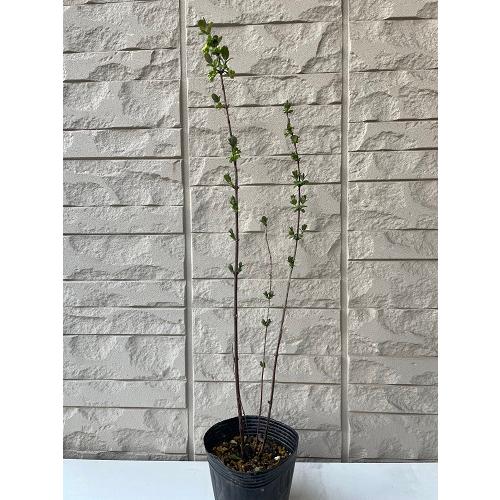 ハスカップ 4号ポット苗 挿し木苗 苗木 : エスフルール - 通販