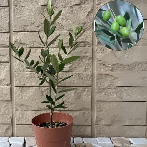 オリーブ 苗木 ルッカ 3.5号ポット苗 庭木 シンボルツリー 観葉植物