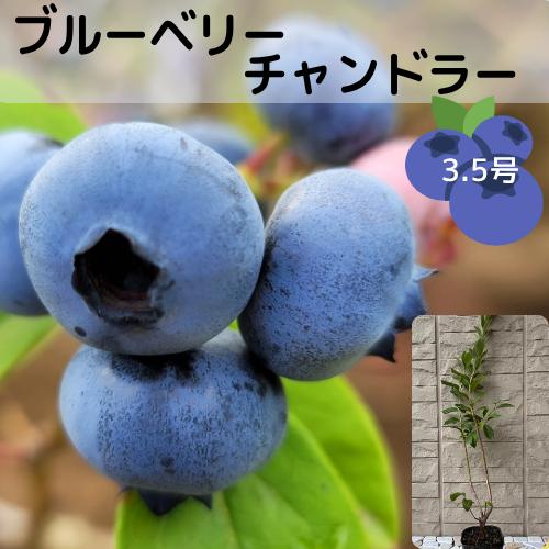 ブルーベリー チャンドラー 3.5号ポット 挿木2年生 苗木 : エス