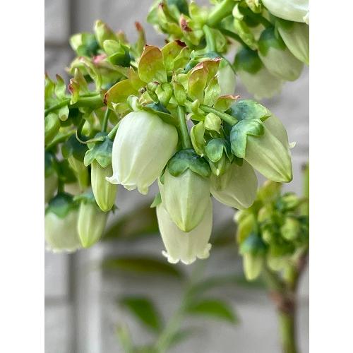 16 チャンドラー×ブルーレイ×ピンクレモネード　ブルーベリー7号3本セット 16 チャンドラー×ブルーレイ×ピンクレモネード ブルーベリー7号3本