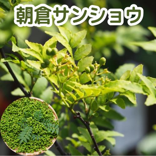 朝倉山椒　３号ポット挿木苗　苗木 家庭菜園　サンショウ ハジカミ（Yahoo!・エスフルール）