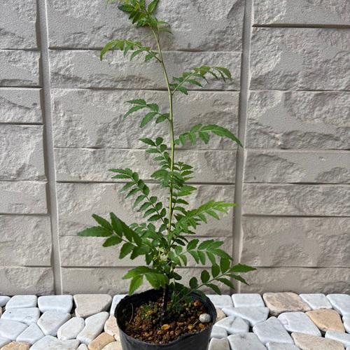 かりんページ 無農薬 朝倉山椒 鉢ごと発送 かりんページ 無農薬 朝倉