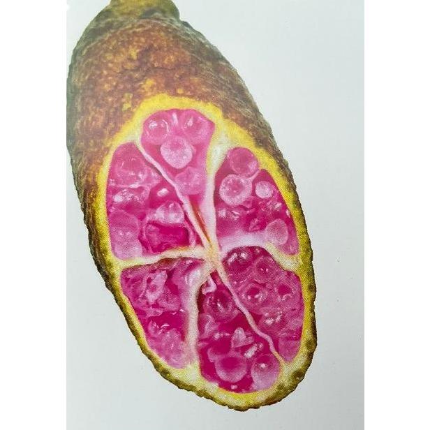 フィンガーライム パープルブリス 3.5号接木苗 苗木 苗 果樹苗