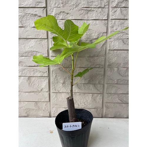 イチジク スイートカロン 4号ポット 苗木 : エスフルール - 通販