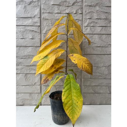 ポポー (ウィルソンとタイ．トゥー 接木苗木セット)